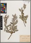 Foto von Salix caprea L. x Salix repens L.